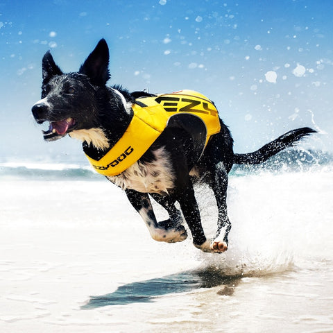 EzyDog DFD X2 Boost Lifejacket